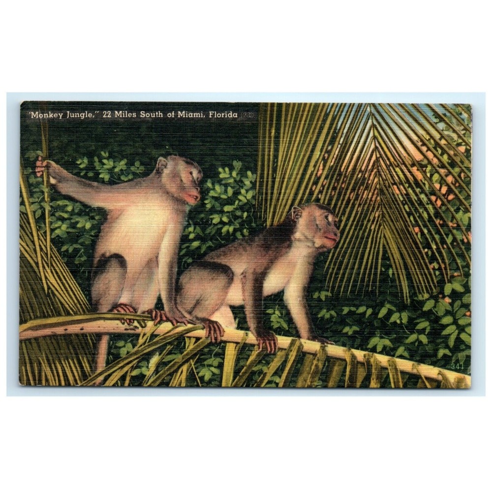Vintage Postcard‎ Miami Florida Monkey Jungle Zoo Animals Travel USA Linen